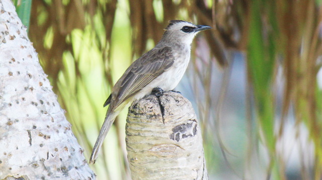 One of flycatchers perching on pandanus trunk.