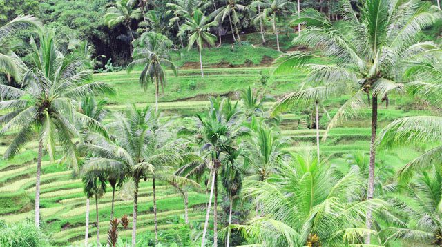 Tegallalang terraced rice field.