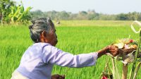 Miseh ritual for paddy plants.