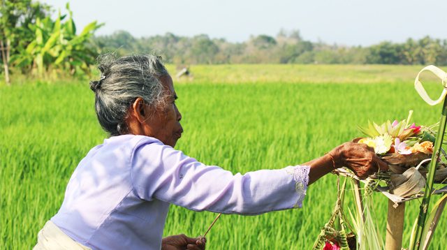 Miseh ritual for paddy plants.