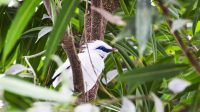 Bali starling