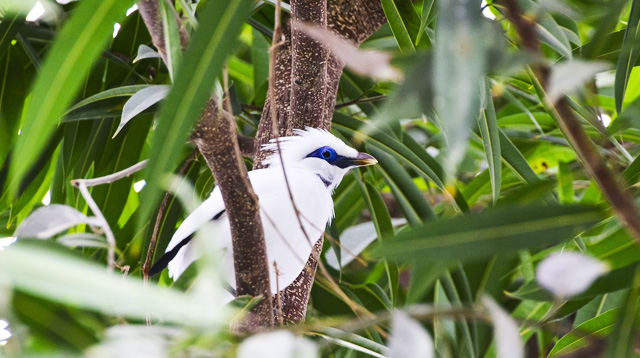 Bali starling