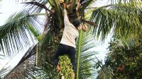 A resident is looking for young coconut leaf.