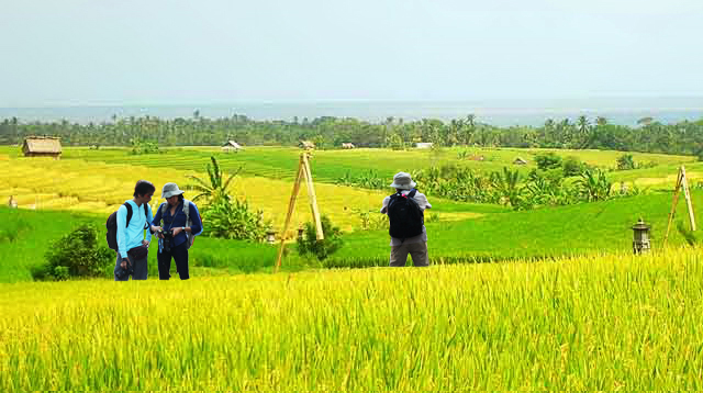 Rice field trekking