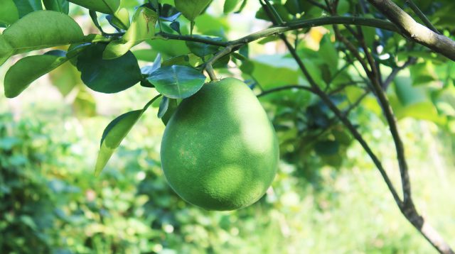 Unripe pomelo on tree