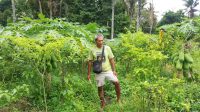 A farmer in his garden