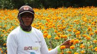 Marigold farmer