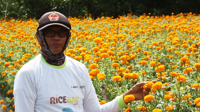 Marigold farmer