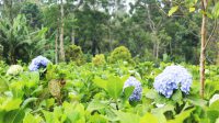 A hydragea garden