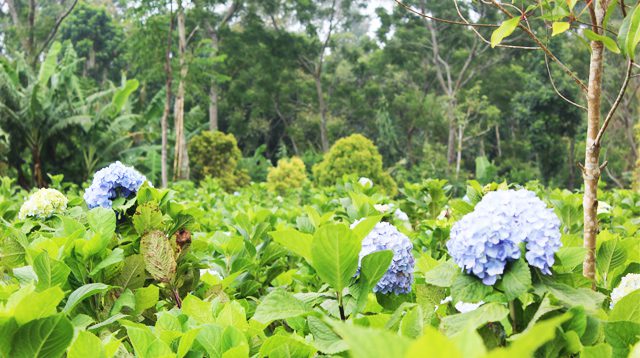 A hydragea garden