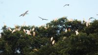 White herons on banyan tree.