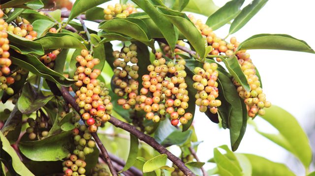 Wild cherry fruit