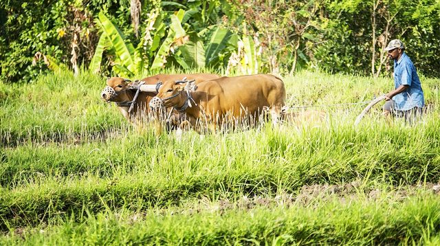 Plowing fields traditionally