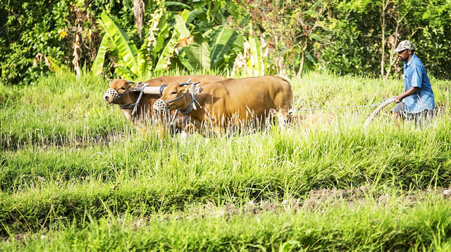 Plowing fields traditionally