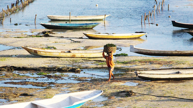 Illustration of seaweed cultivation.