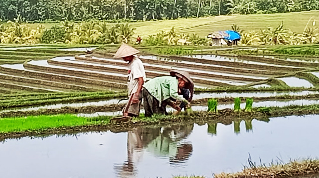 Farmers in seedling plot