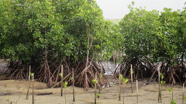 Mangrove forest in Bali