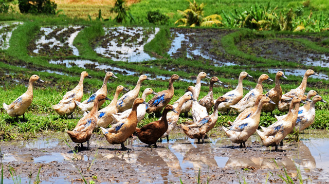 Ducks in rice fields