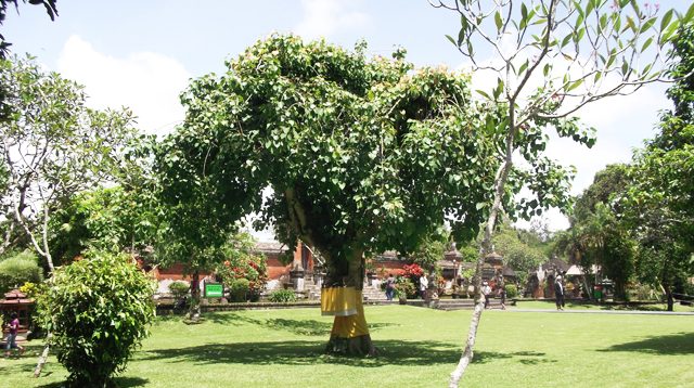 Bodhi tree