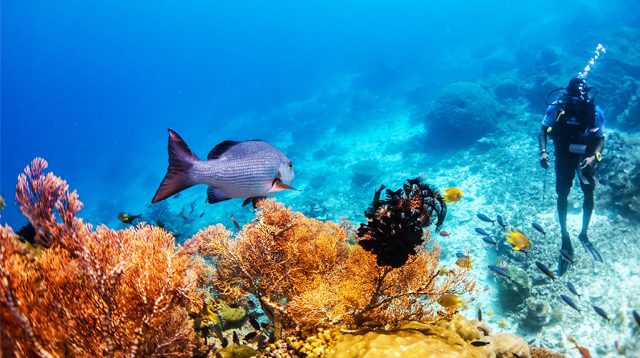 Arborek diving spot