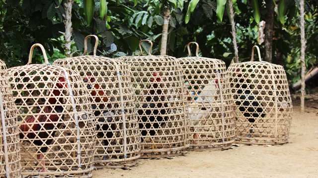 Rooster cage