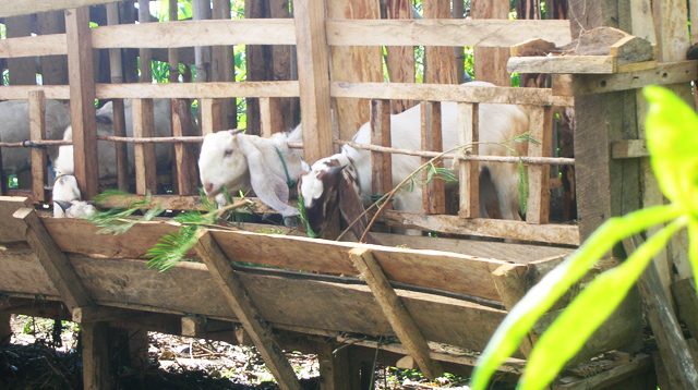 goat farming