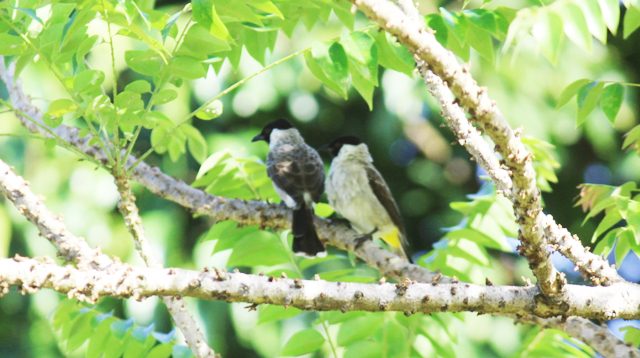 Yellow-vented bulbul