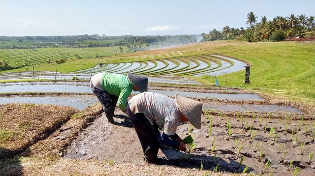 Planting rice