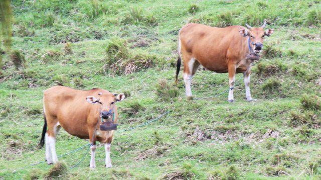 Bali cattle