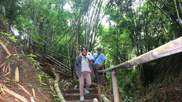 Bamboo forest