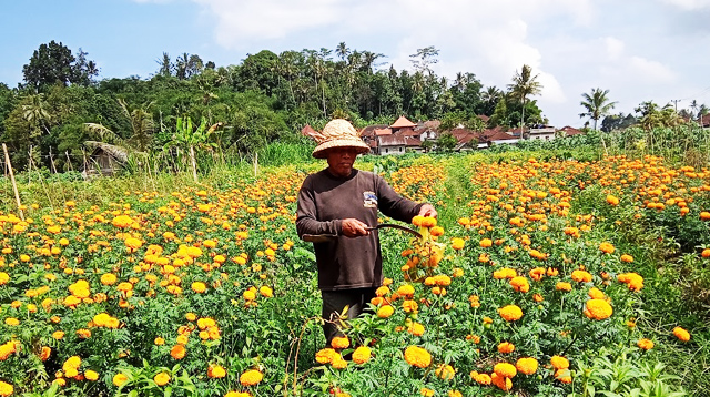 Marigold garden