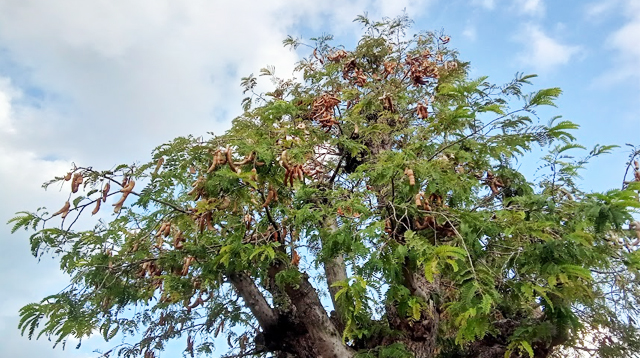 Tamarind tree