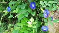 Butterfly pea flower