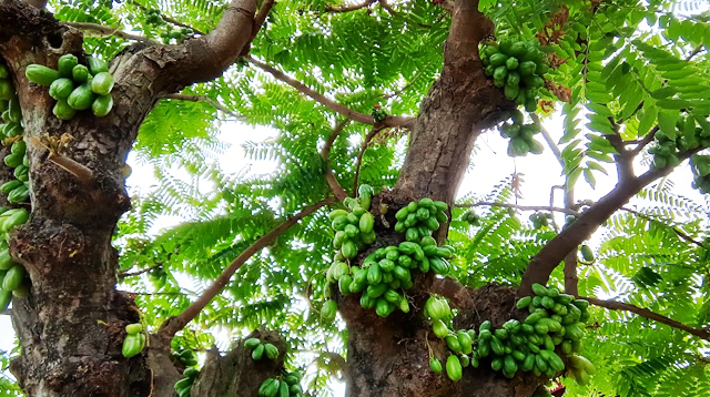 Bilimbi